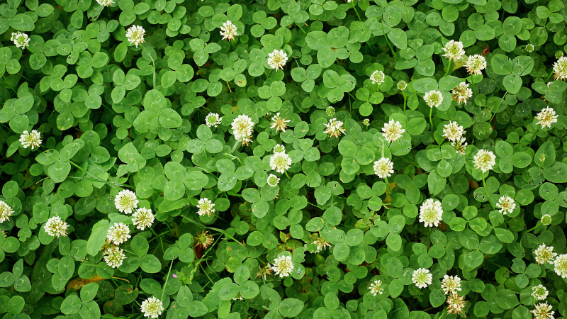 White Clover Lawn Weed Canva
