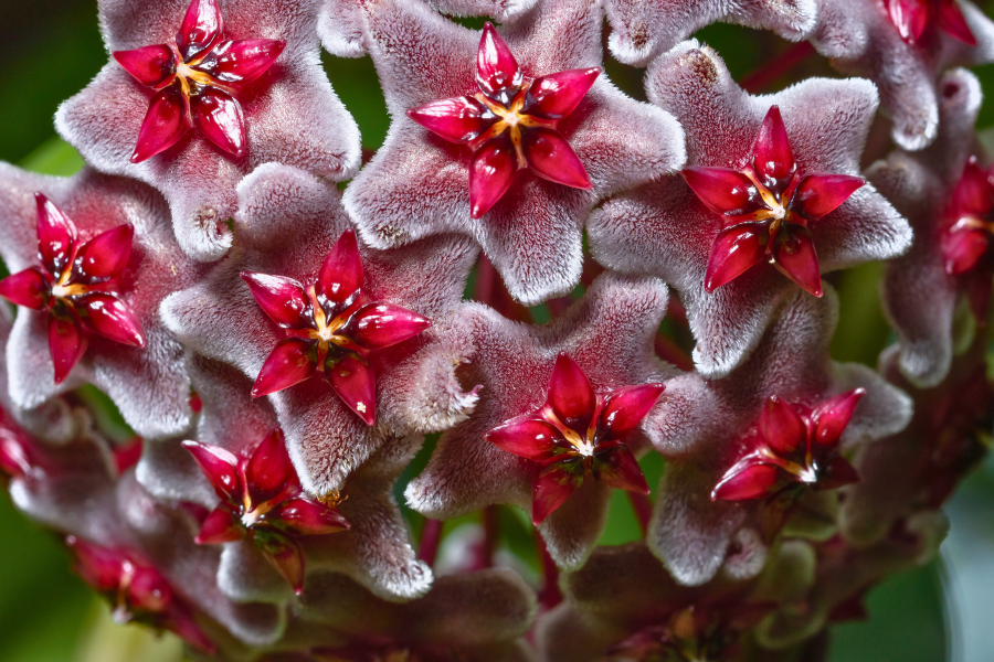 Red Hoya