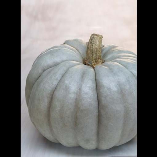 17787_pumpkin-queensland-blue_1_result.jpg (3)