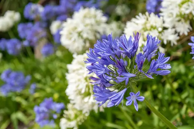HTG Agapanthus White Blue
