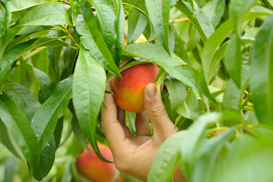 A hand about to harvest a Peach fruit from the tree