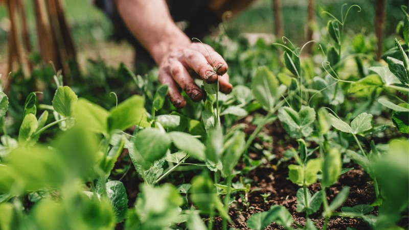person reaching out to touch pea seedling - bed of young pea plants growing in a garden bed 