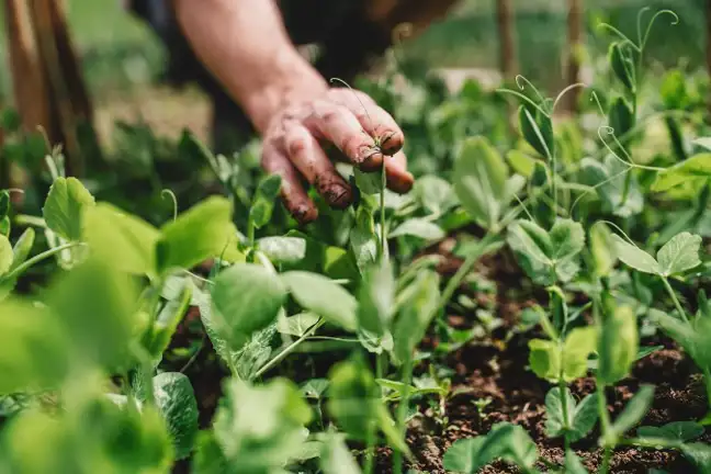 person reaching out to touch pea seedling - bed of young pea plants growing in a garden bed