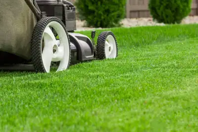 How to Look after Your New Lawn in the First Six Weeks Yates