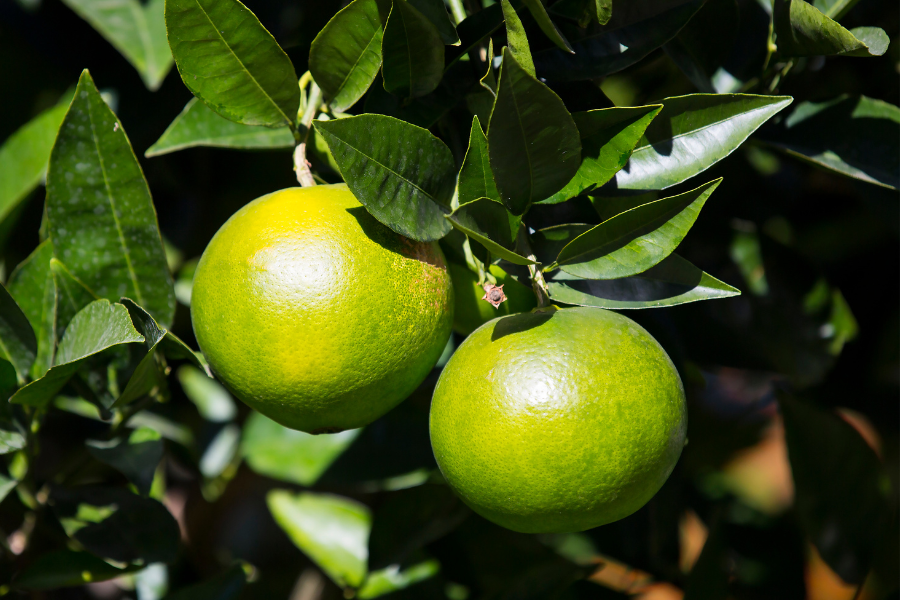 How to Care for Your Citrus Trees in Winter in Australia