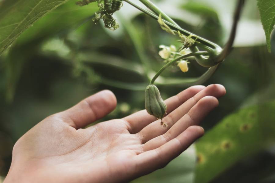 A hand highlighting the young Choko fruit