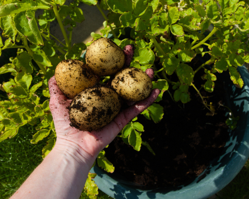 Potatoes