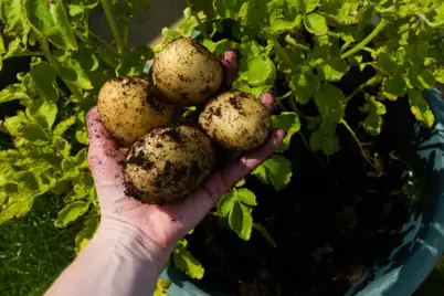 Potatoes