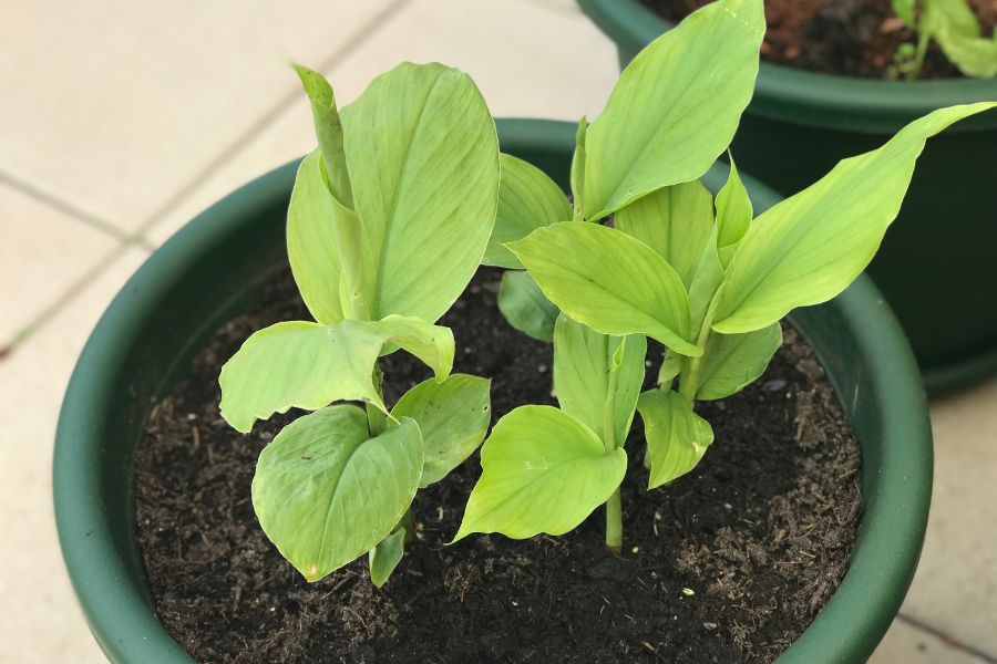 Turmeric growing in a pot
