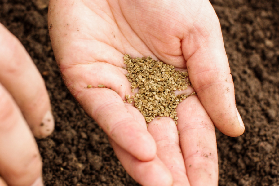 person holding carrot seeds in hand above bare soil