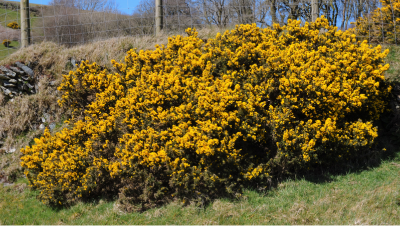 Gorse (2) 800X451