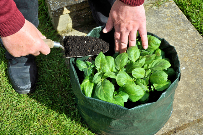 person topping up grow bag with potting mix with potato plants growing in bag