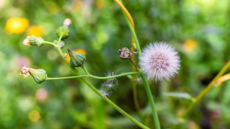 Common Sowthistle (Sonchus oleraceus) Seed Head & Spent Flower Buds with some individual seeds falling off and being picked up by the wind