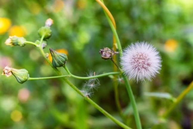 Common Sowthistle (Sonchus oleraceus) Seed Head & Spent Flower Buds with some individual seeds falling off and being picked up by the wind