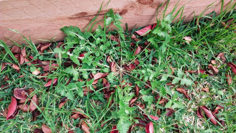 Common Sowthistle (Sonchus oleraceus) growing in a buffalo lawn growing next to a timber garden bed