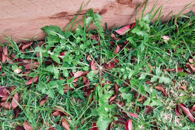 Common Sowthistle (Sonchus oleraceus) growing in a buffalo lawn growing next to a timber garden bed