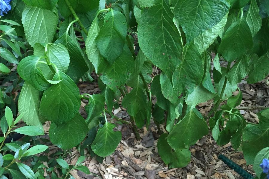 Wilted hydrangea leaves