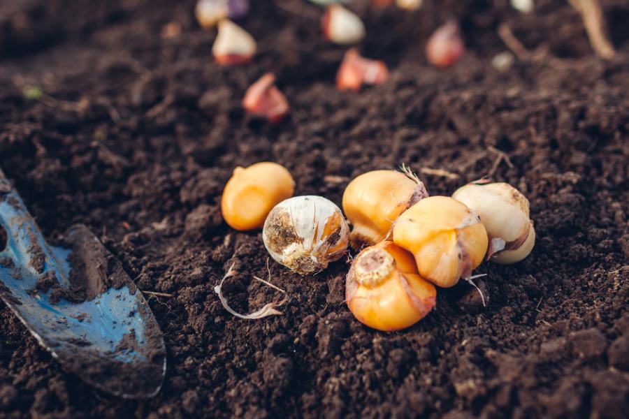 Spring-flowering bulbs ready for planting