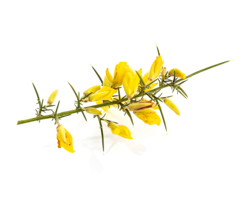 Gorse