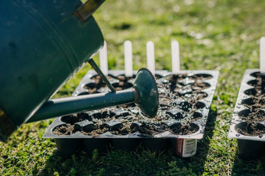 Watering seedling tray