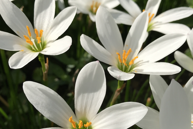 Rain Lily Zephyranthes