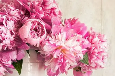 Peony