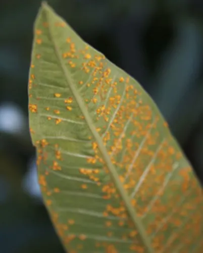 Garden Diseases