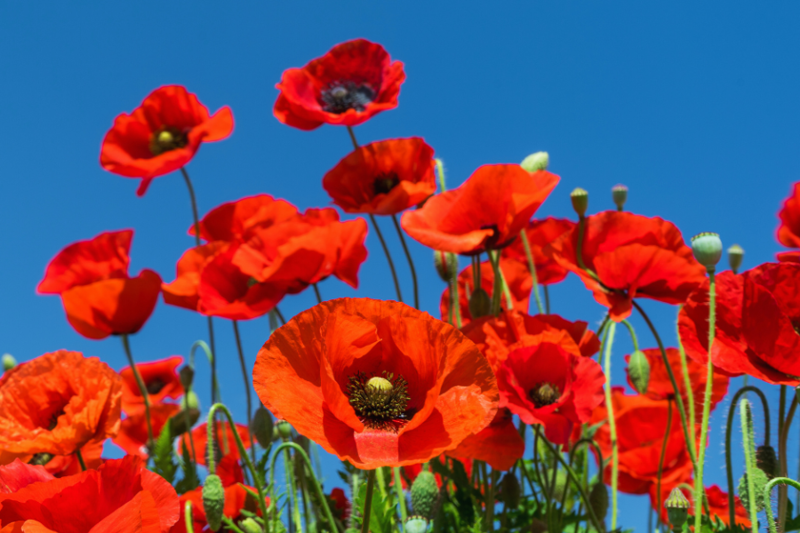 Flanders Poppies Resized For Web