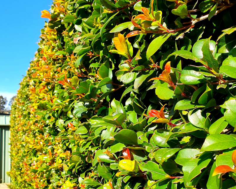 Fast hedges for privacy