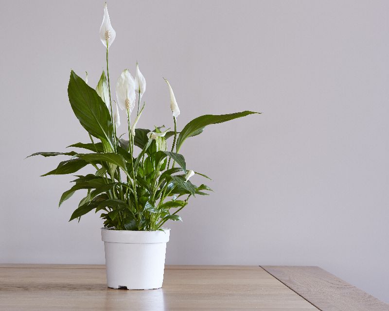 Peace lilies (Spathiphyllum wallisii)