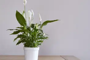 Peace lilies (Spathiphyllum wallisii)