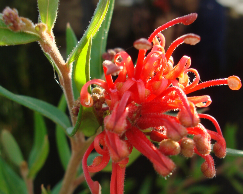 Grevillea 'Cherry Cluster'