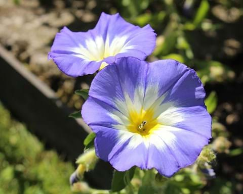 How to Grow Convolvulus