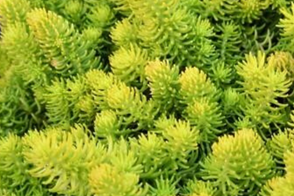 Sedums Blob 6