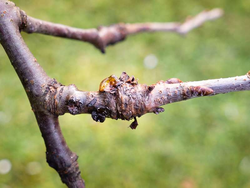 How to Get Rid of Cankers in Your Garden Yates Australia