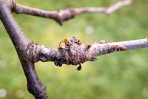 Canker Control in Your Garden