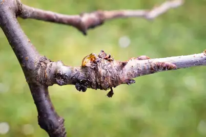 Cankers