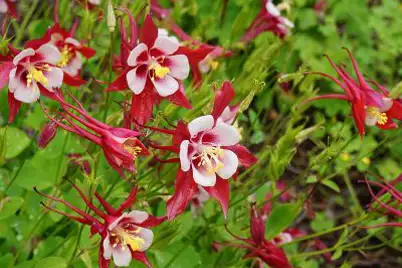 Aquilegia