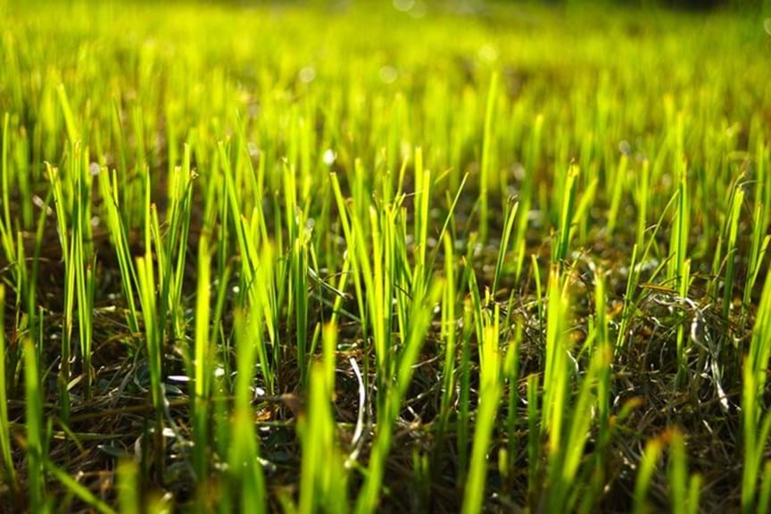 How To Grow Grass From Lawn Seed And Choose The Right Type Yates