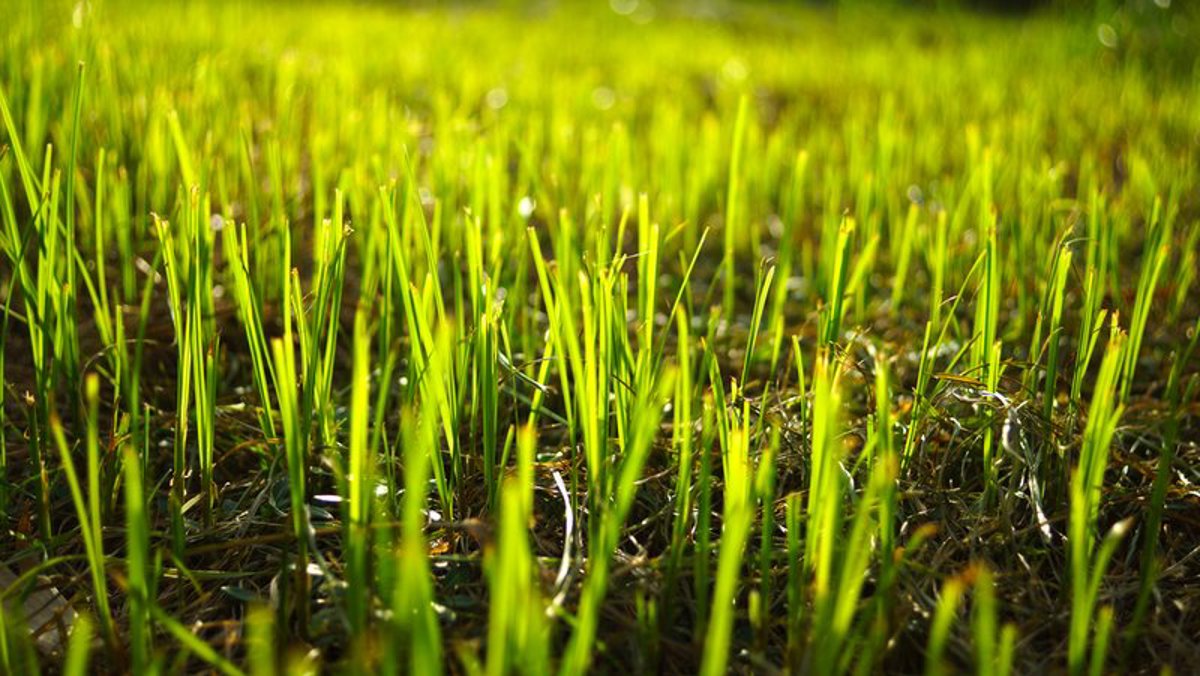 Grass seed that will grow on anything
