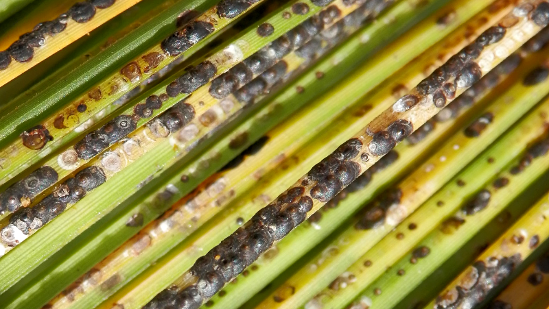 Scale On Grass Tree Elise Dando