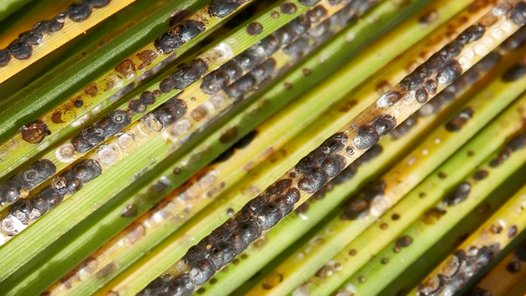 How to Get Rid of Scale Insects in Your Garden | Yates Australia
