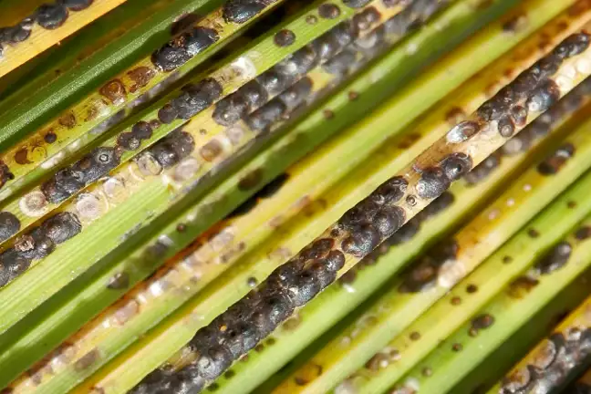How to Get Rid of Scale Insects in Your Garden | Yates Australia
