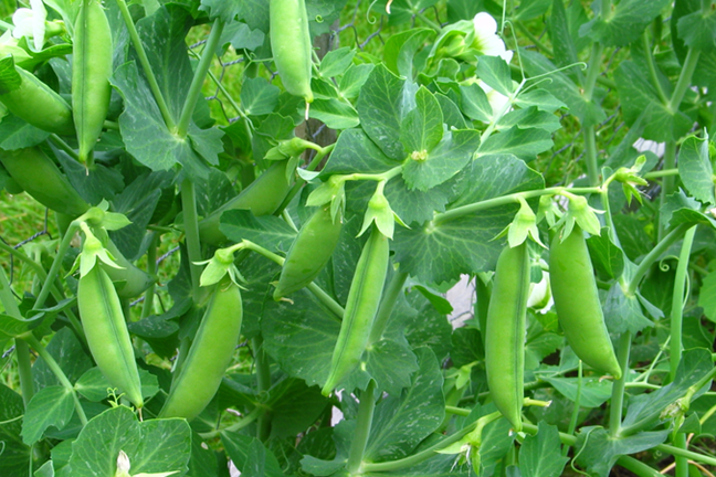 Shelling Peas