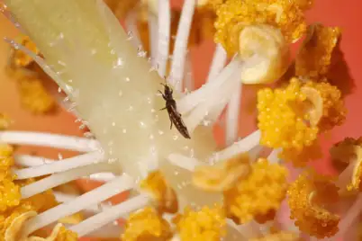Thrips