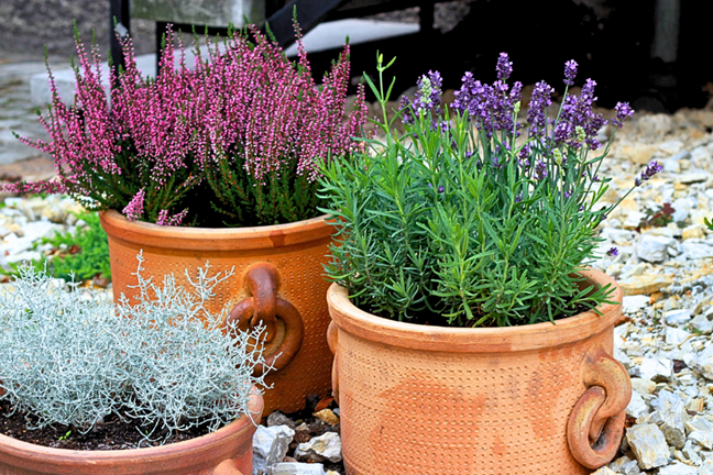 lavender and other perennial plants growing in terracotta pots on crushed stones