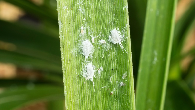 Mealybug adults, nymphs, and waxy secretion.