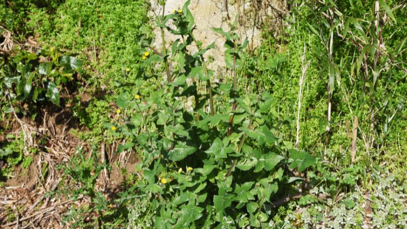 Common Sowthistle, Milk Thistle (Sonchus oleraceus) mature plant in flower and growing in a garden bed amongst other weeds