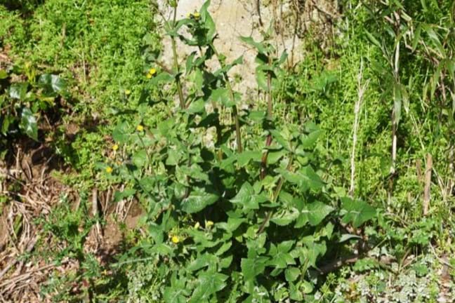 Common Sowthistle, Milk Thistle (Sonchus oleraceus) mature plant in flower and growing in a garden bed amongst other weeds