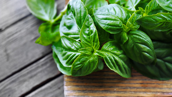 how to grow basil 2